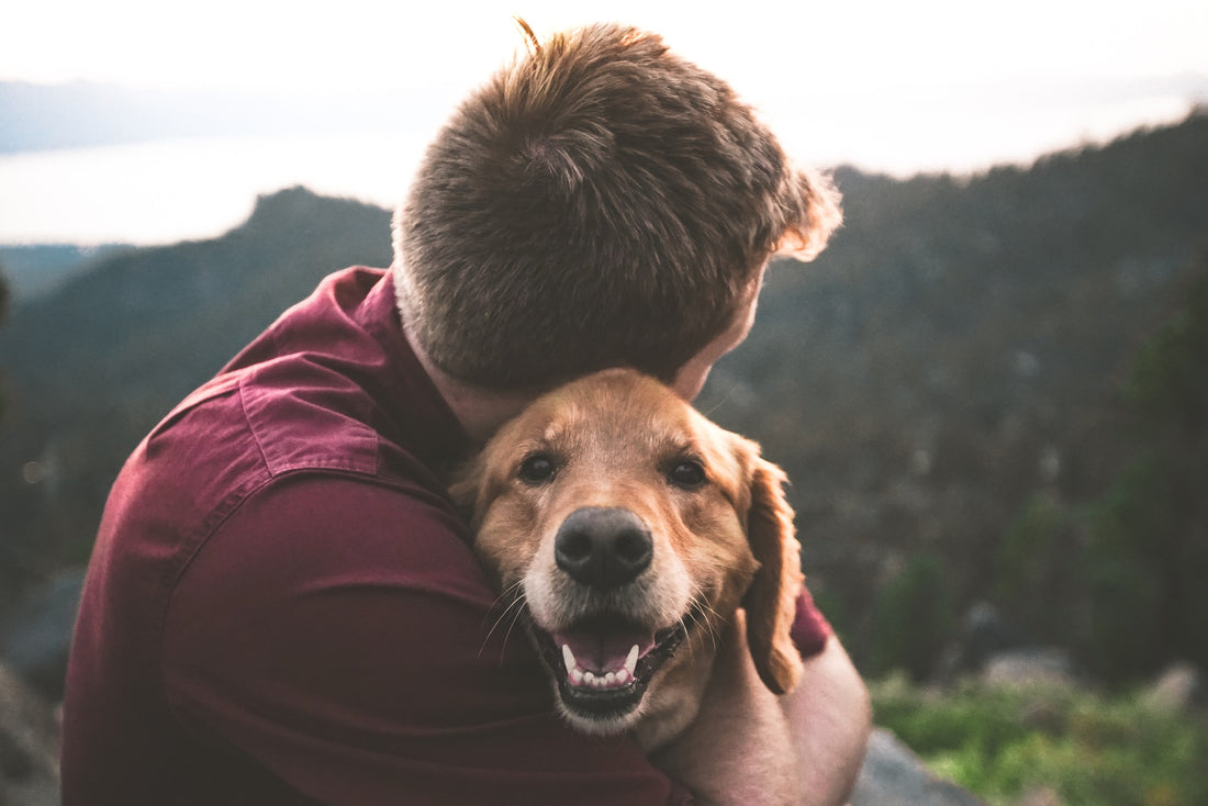 Using CBD to Boost Your Pet's Health